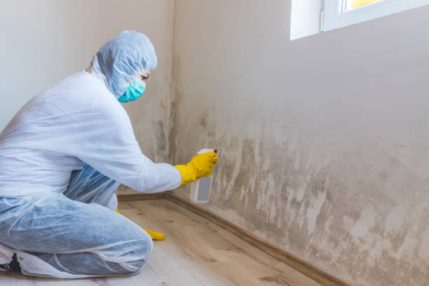 Licensed Mold Remediation service in Roseland, NJ - WQB Mold Removal